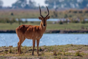 Kobus vardonii (Puku)