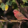 Lagonostica senegala (Amarante à bec rouge)