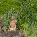 Lepus capensis (Lièvre brun)