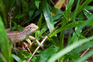 Lizard, sp. indet.