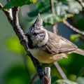 Lophophanes cristatus (Mésange huppée)
