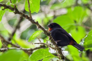 Loxigilla noctis (Sporophile rougegorge)