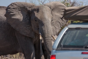 Loxodonta africana (Eléphant de savane d'Afrique)
