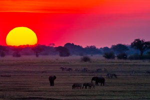 Loxodonta africana (Eléphant de savane d'Afrique)