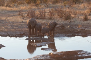 Loxodonta africana (Eléphant de savane d'Afrique)