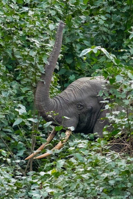 loxodonta-cyclotis-gabon-3695ED70-41AD-41B0-BE1B-B90A0BE74781.jpg