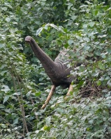 Loxodonta cyclotis (Eléphant de forêt africain)