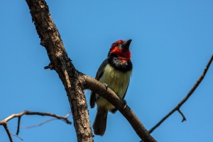 Lybius torquatus (Barbican à collier)