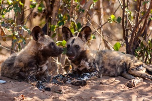 Lycaon pictus (Lycaon)