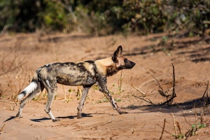 Lycaon pictus (Lycaon)