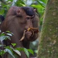 Macaca nemestrina (Macaque à queue de cochon)