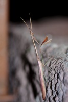 Mantidae sp. indet.