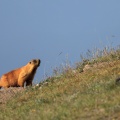 Marmota caudata (Marmotte à longue queue)
