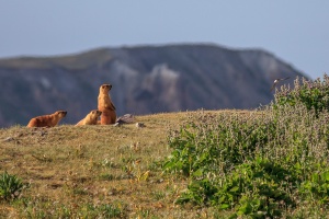 Marmota caudata (Marmotte à longue queue)