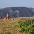Marmota caudata (Marmotte à longue queue)