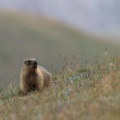 Marmota caudata (Marmotte à longue queue)