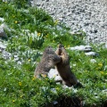 Marmota marmota (Marmotte)
