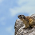 Marmota marmota (Marmotte)
