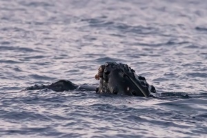 Megaptera novaeangliae