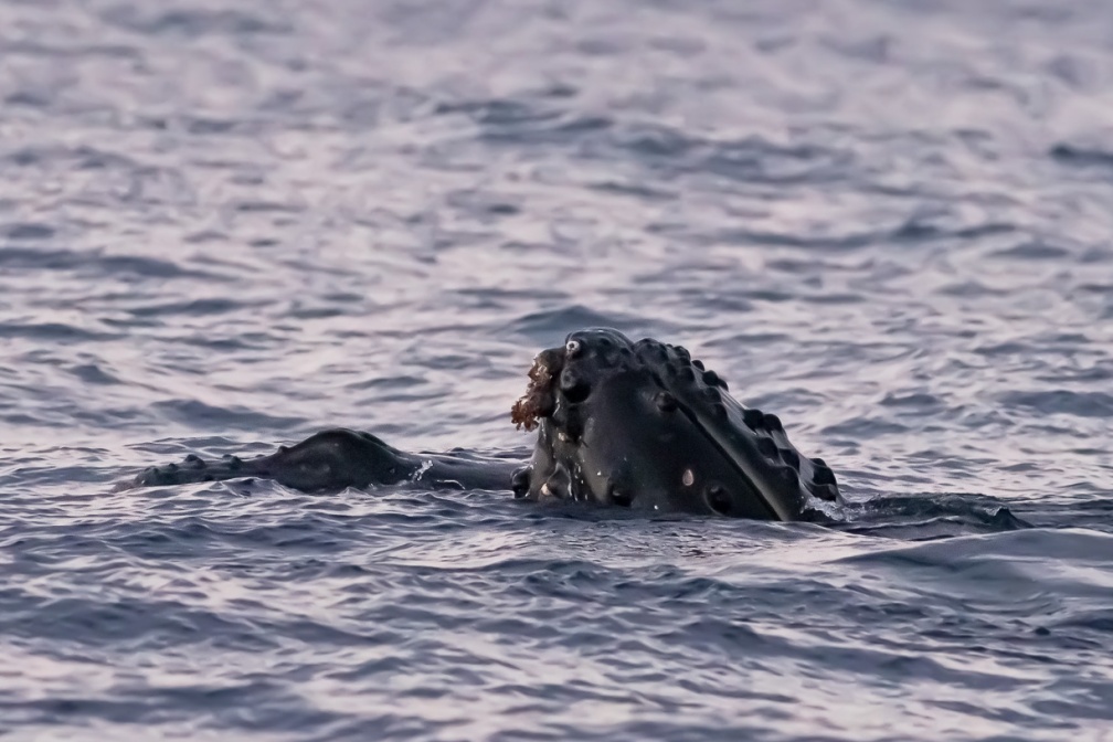 megaptera-novaeangliae-reunion-78EB3FAF-BDD2-49E7-9FA5-1197EB53BC18.jpg