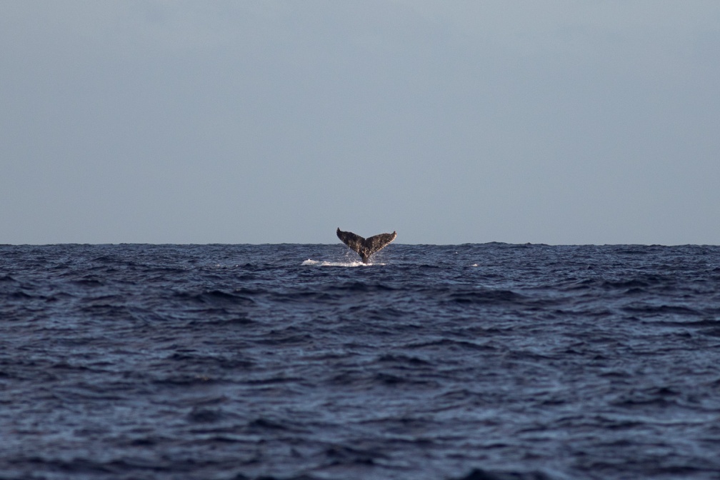 megaptera-novaeangliae-reunion-A45B5A2D-9DDB-4588-9ABB-E132CE333FA5.jpg
