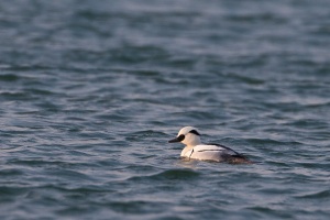 Mergellus albellus (Harle piette)