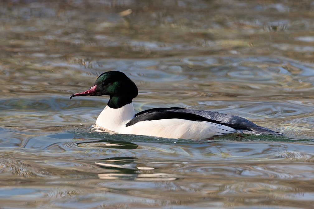 mergus-merganser-switzerland-E6BB9548-F017-4F85-9DF2-9986DA53AD57.jpg