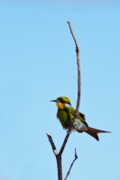 Merops hirundineus (Guépier à queue d'aronde)