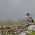 Montifringilla nivalis (Niverolle alpine)