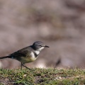 Motacilla capensis (Bergeronnette du Cap)