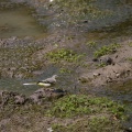 Motacilla cinerea (Bergeronnette des ruisseaux)
