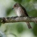 Muscicapa striata (Gobe-mouche gris)
