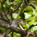 Muscicapa striata (Gobe-mouche gris)