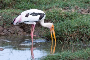 Mycteria leucocephala