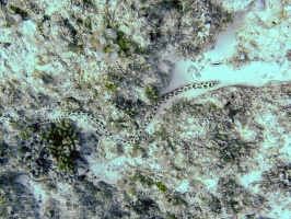 Myrichthys maculosus