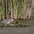 Nycticorax nycticorax (Bihoreau gris)