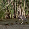 Nycticorax nycticorax (Bihoreau gris)