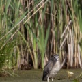 Nycticorax nycticorax (Bihoreau gris)