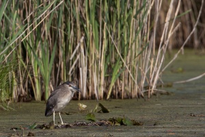 Nycticorax nycticorax (Bihoreau gris)