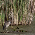 Nycticorax nycticorax (Bihoreau gris)