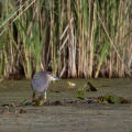Nycticorax nycticorax (Bihoreau gris)
