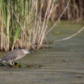 Nycticorax nycticorax (Bihoreau gris)