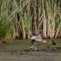 Nycticorax nycticorax (Bihoreau gris)