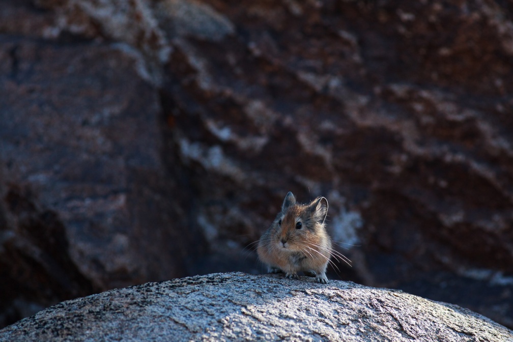 ochotona-macrotis-tajikistan-17F2C6B3-2669-4143-9B8F-F72453252D60.jpg