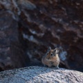 Ochotona macrotis (Pika à grandes oreilles)