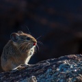 Ochotona macrotis (Pika à grandes oreilles)