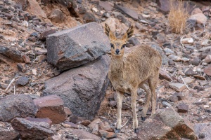 Oretragus oreotragus (Oréotrague; sassa; klipspringer)