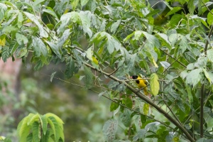 Oriolus nigripennis