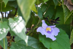 Orthorhyncus cristatus (Colibri huppé)