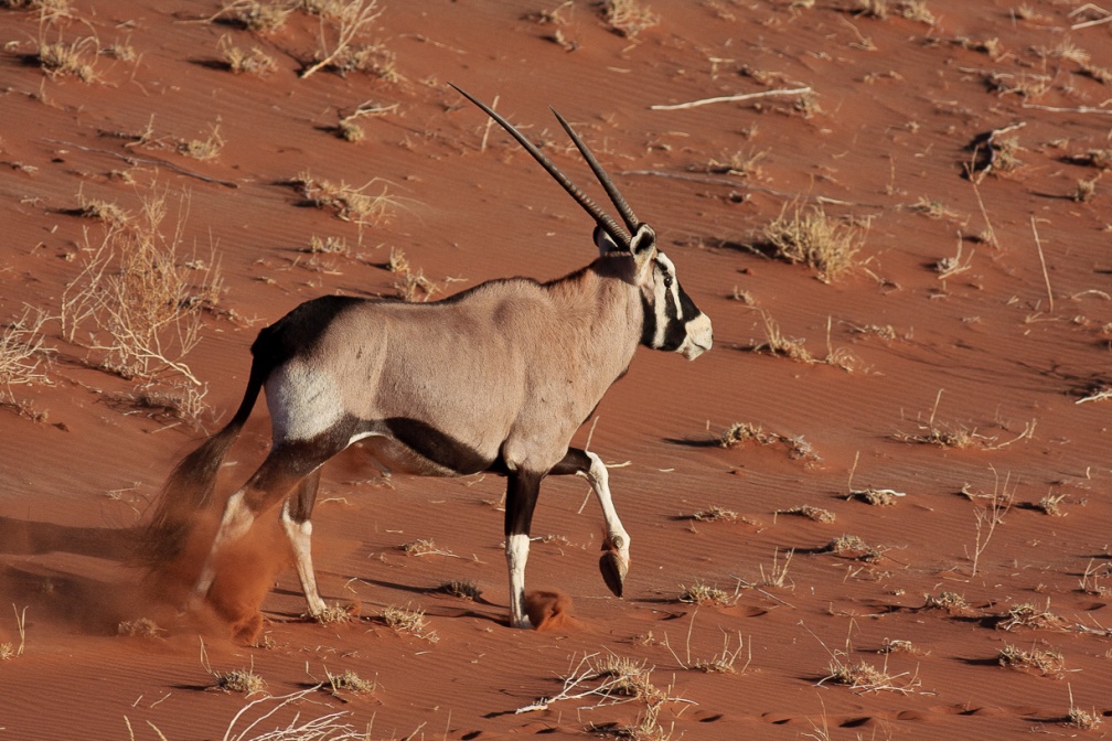 oryx-gazella-namibia-49AE62E0-E9FA-465F-B165-36BC4630C495.jpg